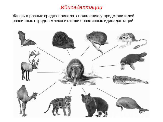 Идиоадаптации Жизнь в разных средах привела к появлению у представителей различных отрядов млекопитающих различных идиоадаптаций.