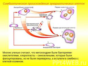 Симбиотическое происхождение эукариотических клеток Многие ученые считают, что м