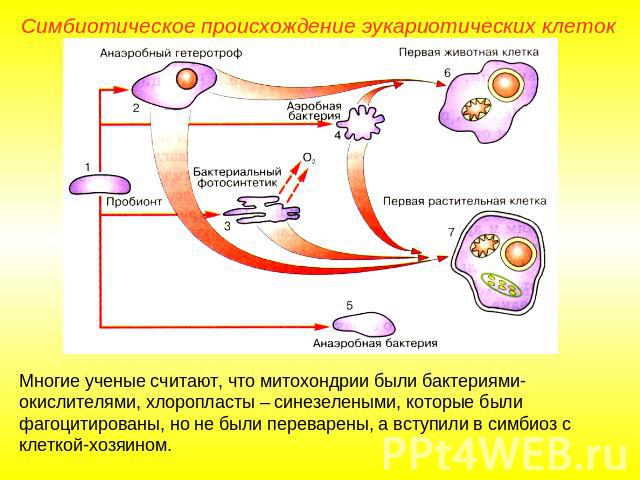 Симбиотическое происхождение эукариотических клеток Многие ученые считают, что митохондрии были бактериями- окислителями, хлоропласты – синезелеными, которые были фагоцитированы, но не были переварены, а вступили в симбиоз с клеткой-хозяином.