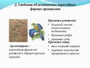2. Сведения об ископаемых переходных формах организмов Признаки рептилий:длинный