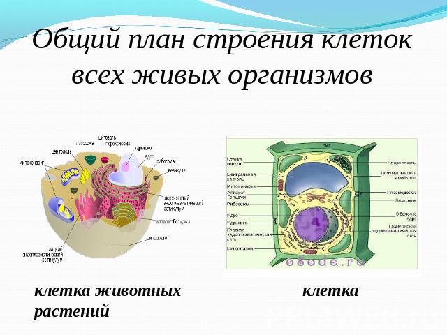 Общий план строения клеток всех живых организмов клетка животных клетка растений