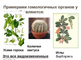 Примерами гомологичных органов у растений являются: Это все видоизмененные листь