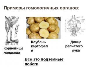 Примеры гомологичных органов: Корневище ландышаКлубень картофеляДонце репчатого