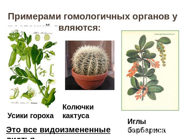 Примерами гомологичных органов у растений являются: Это все видоизмененные листья