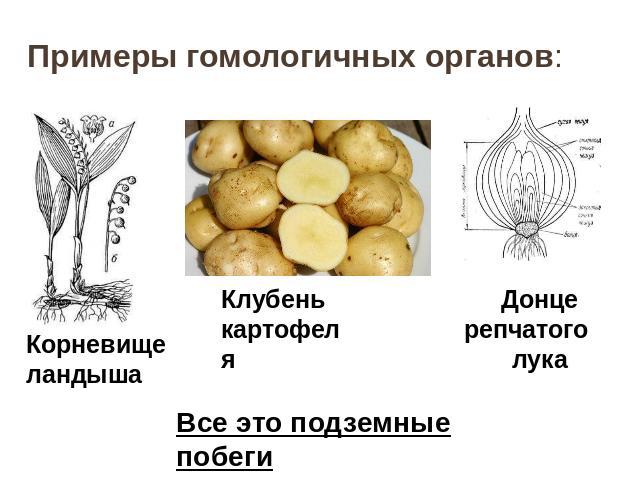 Примеры гомологичных органов: Корневище ландышаКлубень картофеляДонце репчатого лукаВсе это подземные побеги