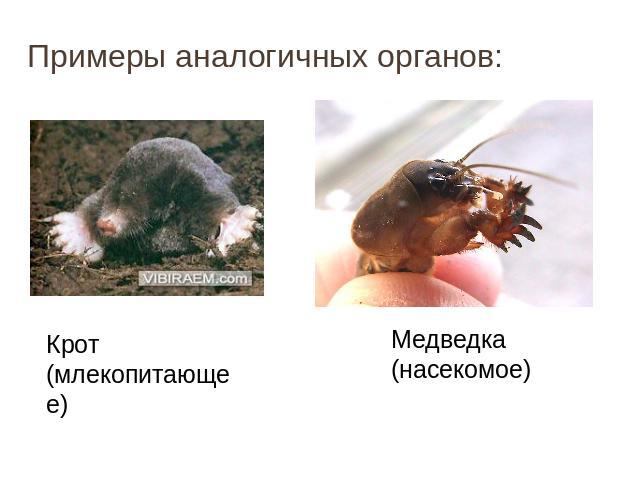Примеры аналогичных органов: Крот(млекопитающее)Медведка(насекомое)