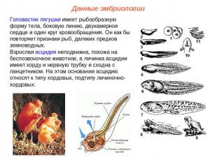 Данные эмбриологии Головастик лягушки имеет рыбообразную форму тела, боковую лин