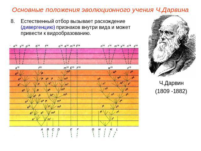 Основные положения эволюционного учения Ч.Дарвина Естественный отбор вызывает расхождение (дивергенцию) признаков внутри вида и может привести к видообразованию.Ч.Дарвин(1809 -1882)