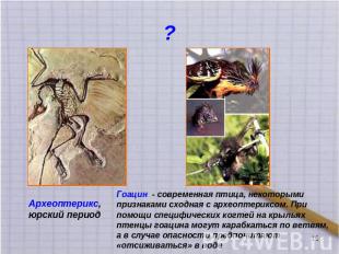 ? Археоптерикс, юрский период Гоацин - современная птица, некоторыми признаками