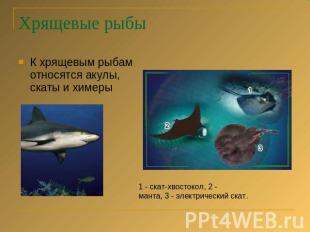 Хрящевые рыбы К хрящевым рыбам относятся акулы, скаты и химеры 1 - скат-хвостоко