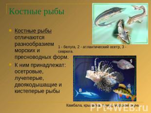Костные рыбы Костные рыбы отличаются разнообразием морских и пресноводных форм.К