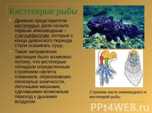 Кистеперые рыбы Древние представители кистеперых дали начало первым земноводным