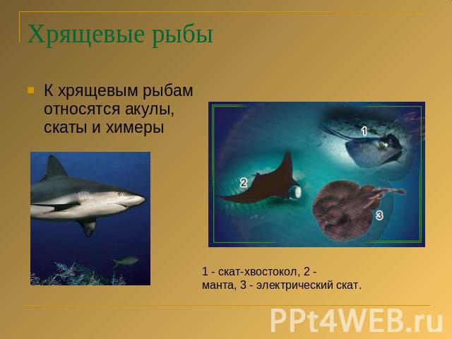 Хрящевые рыбы К хрящевым рыбам относятся акулы, скаты и химеры 1 - скат-хвостокол, 2 - манта, 3 - электрический скат.