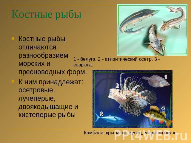 Костные рыбы Костные рыбы отличаются разнообразием морских и пресноводных форм.К ним принадлежат: осетровые, лучеперые, двоякодышащие и кистеперые рыбы1 - белуга, 2 - атлантический осетр, 3 - севрюга.Камбала, крылатка, тунец, морской окунь