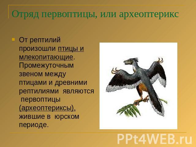 Отряд первоптицы, или археоптерикс От рептилий произошли птицы и млекопитающие. Промежуточным звеном между птицами и древними рептилиями являются первоптицы (археоптериксы), жившие в юрском периоде.