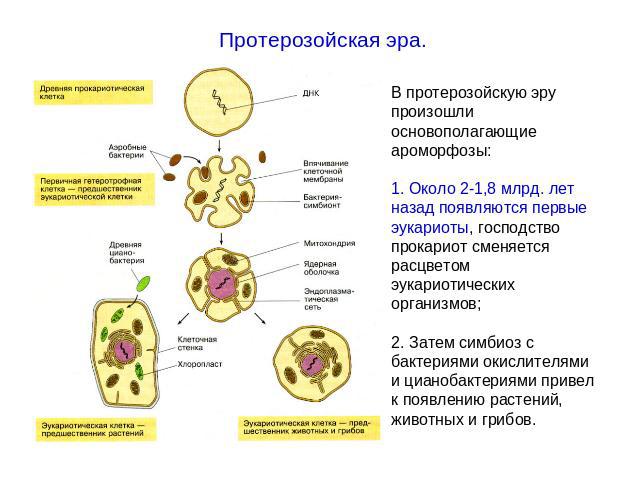 Протерозойская эра.В протерозойскую эру произошли основополагающие ароморфозы:1. Около 2-1,8 млрд. лет назад появляются первые эукариоты, господство прокариот сменяется расцветом эукариотических организмов; 2. Затем симбиоз с бактериями окислителями…