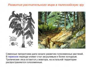 Развитие растительного мира в палеозойскую эруСеменные папоротники дали начало р