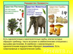 Есть одноклеточные и многоклеточные грибы, клетки которых образуют грибницу. Час