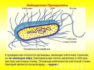 Надцарство ПрокариотыК прокариотам относятся организмы, имеющие клеточное строен
