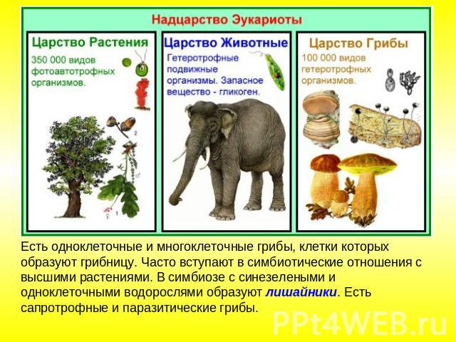 Есть одноклеточные и многоклеточные грибы, клетки которых образуют грибницу. Часто вступают в симбиотические отношения с высшими растениями. В симбиозе с синезелеными и одноклеточными водорослями образуют лишайники. Есть сапротрофные и паразитически…