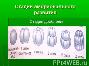 Стадии эмбрионального развития Стадия дробления