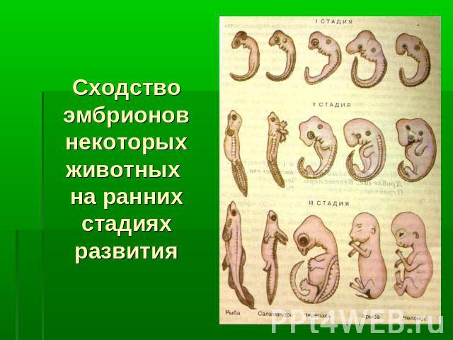 Сходство эмбрионов некоторых животных на ранних стадиях развития