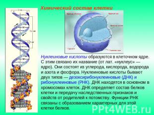 Химический состав клетки Нуклеиновые кислоты образуются в клеточном ядре. С этим
