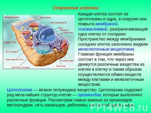 Строение клеткиКаждая клетка состоит из цитоплазмы и ядра, а снаружи она покрыта