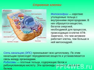 Строение клеткиМитохондрии — короткие утолщенные тельца с внутренними перегородк