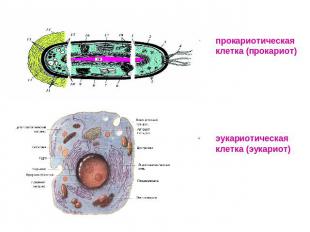 прокариотическая клетка (прокариот)эукариотическая клетка (эукариот)