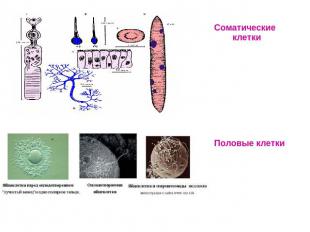 Соматические клеткиПоловые клетки