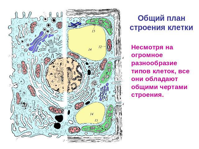 Общий план строения клетки Несмотря на огромное разнообразие типов клеток, все они обладают общими чертами строения.