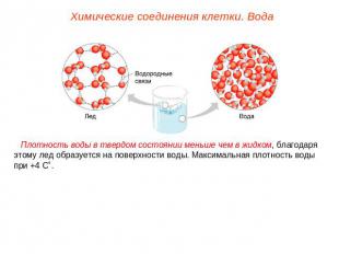 Химические соединения клетки. Вода Плотность воды в твердом состоянии меньше чем