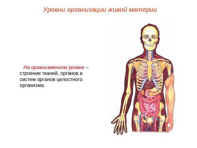 Уровни организации живой материиНа организменном уровне – строение тканей, органов и систем органов целостного организма.
