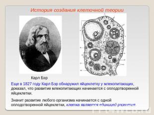 История создания клеточной теорииЕще в 1827 году Карл Бэр обнаружил яйцеклетку у
