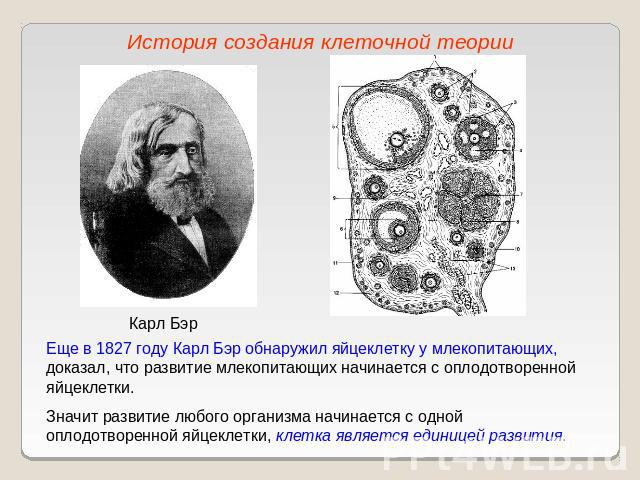 История создания клеточной теорииЕще в 1827 году Карл Бэр обнаружил яйцеклетку у млекопитающих, доказал, что развитие млекопитающих начинается с оплодотворенной яйцеклетки.Значит развитие любого организма начинается с одной оплодотворенной яйцеклетк…