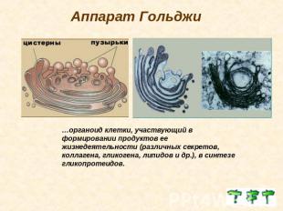 Аппарат Гольджи…органоид клетки, участвующий в формировании продуктов ее жизнеде