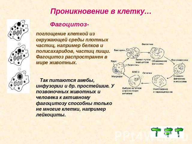 Проникновение в клетку… Фагоцитоз-поглощение клеткой из окружающей среды плотных частиц, например белков и полисахаридов, частиц пищи. Фагоцитоз распространен в мире животных. Так питаются амебы, инфузории и др. простейшие. У позвоночных животных и …