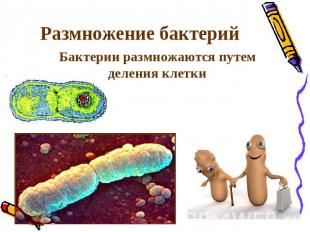 Размножение бактерий Бактерии размножаются путем деления клетки