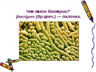 Что такое бактерии? βακτήριον (др.греч.) — палочка.