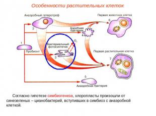 Особенности растительных клетокСогласно гипотезе симбиогенеза, хлоропласты произ