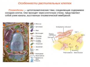 Особенности растительных клетокПлазмодесмы — цитоплазматические тяжи, соединяющи