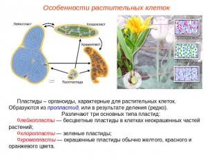 Особенности растительных клетокПластиды – органоиды, характерные для растительны