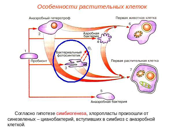 Особенности растительных клетокСогласно гипотезе симбиогенеза, хлоропласты произошли от синезеленых – цианобактерий, вступивших в симбиоз с анаэробной клеткой.
