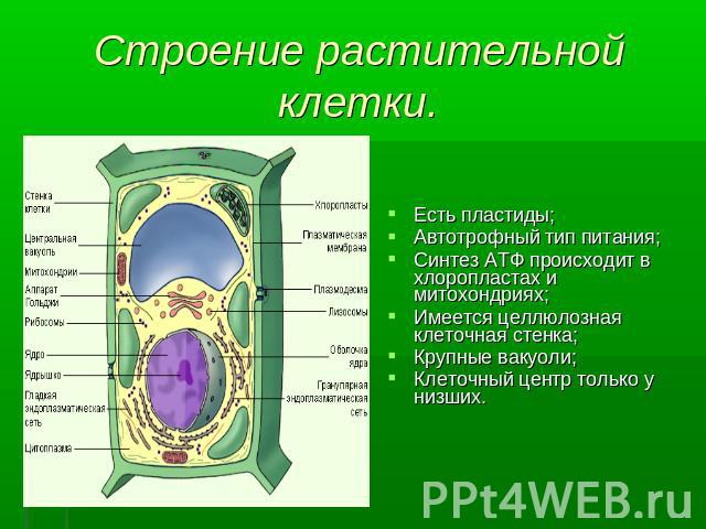 Строение растительной клетки. Есть пластиды;Автотрофный тип питания;Синтез АТФ происходит в хлоропластах и митохондриях;Имеется целлюлозная клеточная стенка;Крупные вакуоли;Клеточный центр только у низших.