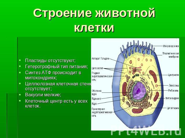 Строение животной клетки Пластиды отсутствуют;Гетеротрофный тип питания;Синтез АТФ происходит в митохондриях;Целлюлозная клеточная стенка отсутствует;Вакуоли мелкие;Клеточный центр есть у всех клеток.