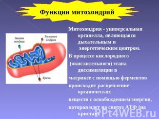 Функции митохондрий Митохондрия - универсальная органелла, являющаяся дыхательны