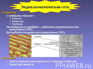 Эндоплазматическая сеть Строение1 мембрана образует:ПолостиКанальцыТрубочкиНа по