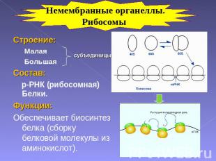 Немембранные органеллы.Рибосомы Строение:МалаяБольшаяСостав: р-РНК (рибосомная)