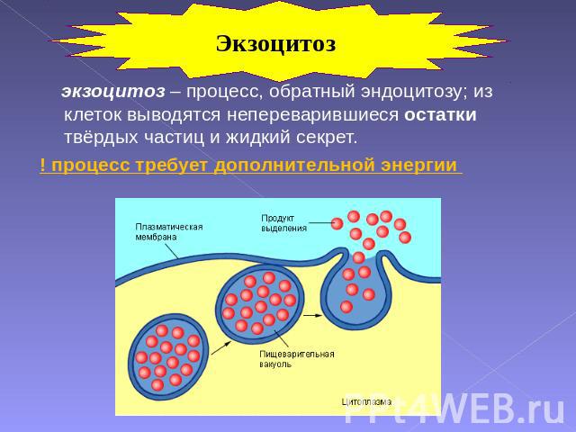 Экзоцитоз экзоцитоз – процесс, обратный эндоцитозу; из клеток выводятся непереварившиеся остатки твёрдых частиц и жидкий секрет. ! процесс требует дополнительной энергии